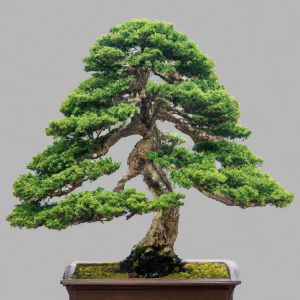 Ile kosztuje prawdziwe drzewko bonsai?